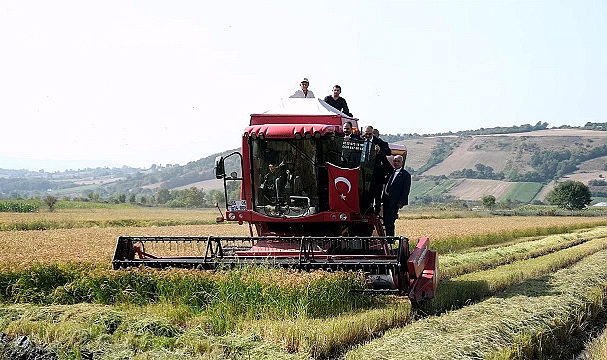 Bafra'da Vali Tavlı’dan biçerdöver ile çeltik hasadı
