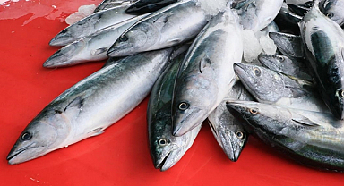 Beklenen palamut tezgahlarda yerini aldı