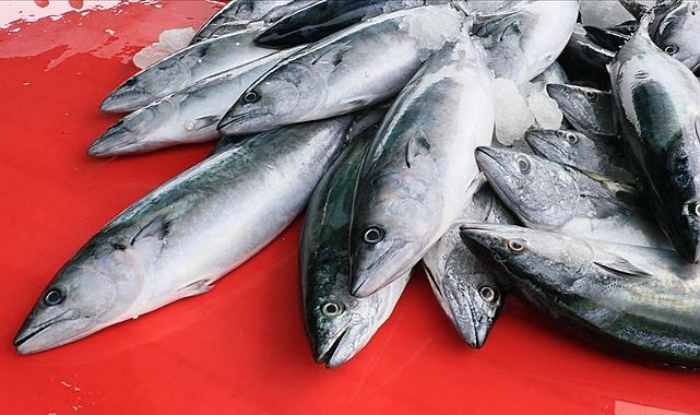 Beklenen palamut tezgahlarda yerini aldı