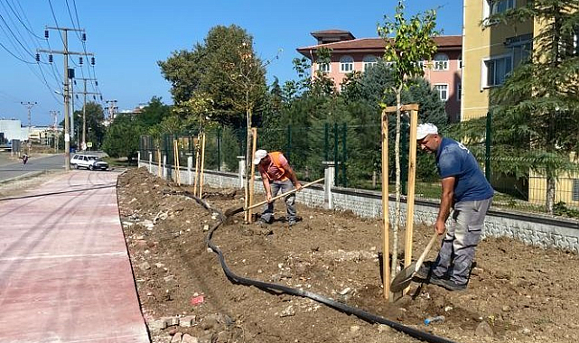 Canik'te parklar ağaçlandırılıyor