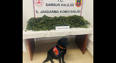 Çarşamba’da zehir baskını!