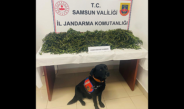 Çarşamba’da zehir baskını!