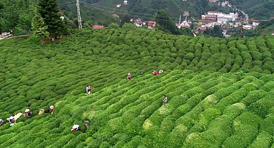 Çay üreticilerine bugün 1 milyar 763 milyon liralık destek ödemesi yapılacak