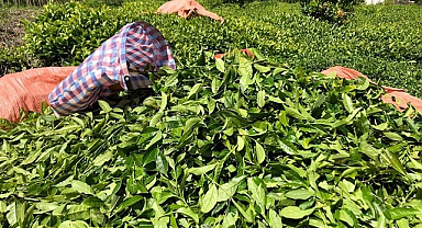 ÇAYKUR bu yıl 592 bin ton yaş çay aldı