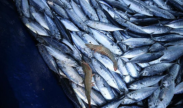 Denetimlerde ele geçirilen su ürünleri yardım kuruluşlarına bağışlanıyor