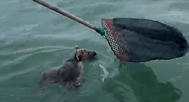 Denizde mahsur kalan yavru ayıyı balıkçılar kurtardı