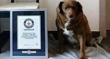 Dünyanın en yaşlı köpeği Bobi sevenlerine veda etti