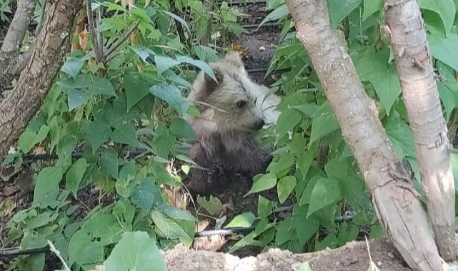 Giresun'da yavru ayılar köye indi