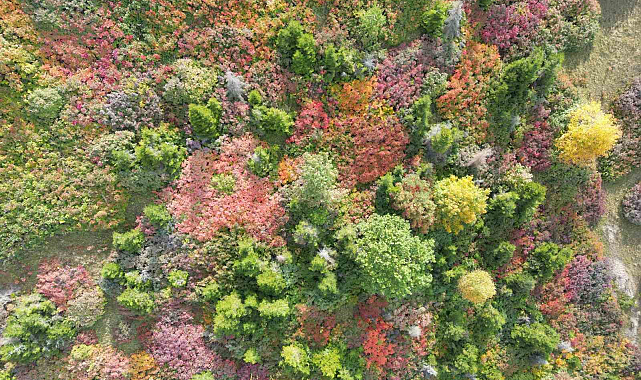 Giresun'da Kümbet Yaylası'da sonbahar güzelliği