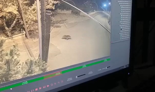 Gümüşhane'de okul bahçesine ayı girdi