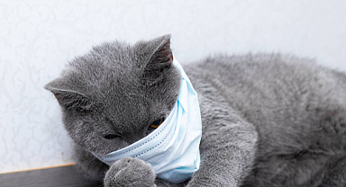 Kedisi olanlara üzücü haber! Koronavirüs yüzde 90 arttı