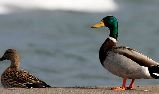 Kızılırmak Deltası Kuş Cenneti'ndeki yeşilbaş ördekler görüntülendi