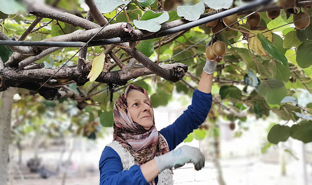 Ordu kivisinin fiyatı yüzde 110 arttı