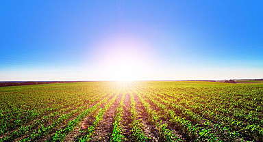 Samsun Büyükşehir Belediyesi duyurdu: 53 adet tarla kiralık