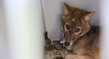 Samsun'da araç çarpması sonucu yaralanan çakal hayata tutundu