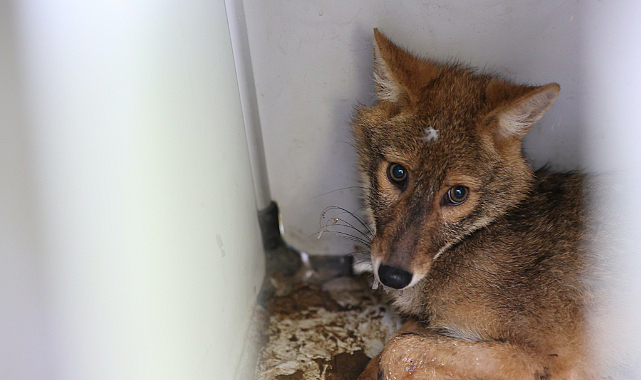 Samsun'da araç çarpması sonucu yaralanan çakal hayata tutundu
