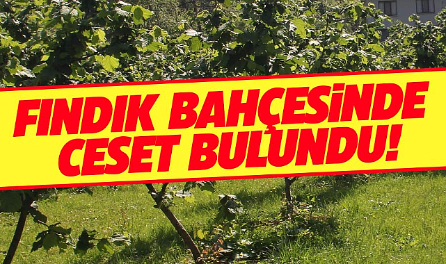 Samsun'un Çarşamba ilçesinde fındık bahçesinde kadın cesedi bulundu