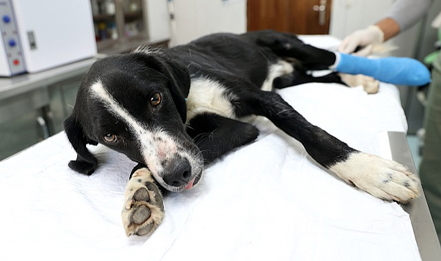 Samsun'da köpeğe tramvay çarptı! Tedavi altına alındı