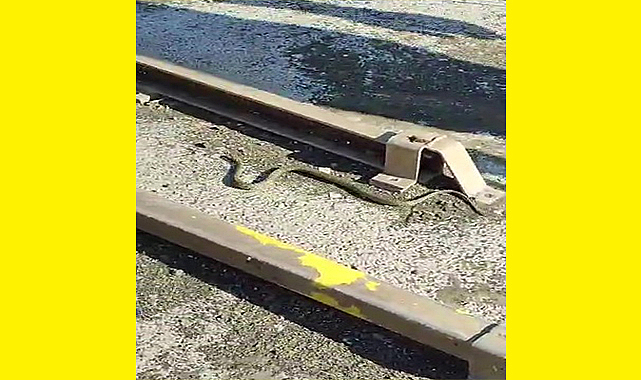 Samsun'da motorcunun direksiyonundan yılan çıktı!