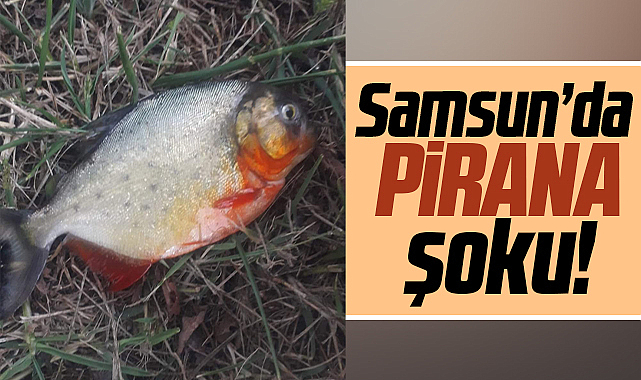 Samsun'da pirana şoku! Baraj gölünde pirana var