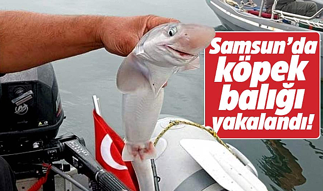 Samsun'un Atakum ilçesinde denizde camgöz köpekbalığı yakalandı