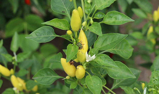 Samsun'da bir tanesi yüzlerce böceği yok ediyor! 'Milli seferberlik' duyuruldu