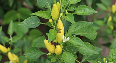 Samsun'da bir tanesi yüzlerce böceği yok ediyor! 'Milli seferberlik' duyuruldu