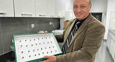 Samsun'da  kahverengi kokarcanın hakkından samuray arısı geliyor