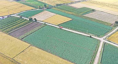 Samsun'un Bafra Ovası'nda renkli karnabahar