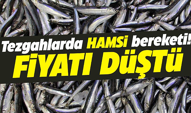 Sinop'ta hamsi fiyatı düştü! Kilosu 50 lira