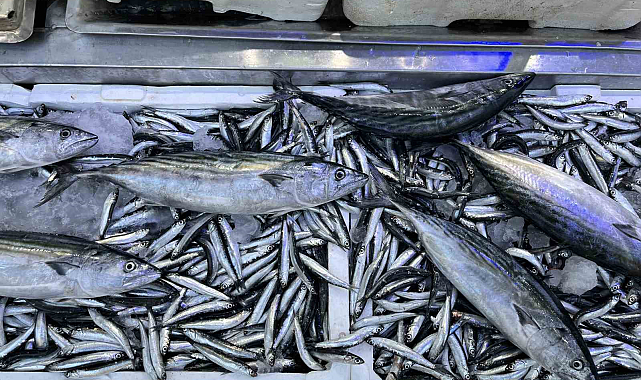 Sinop'ta balık tezgahlarında palamut bereketi