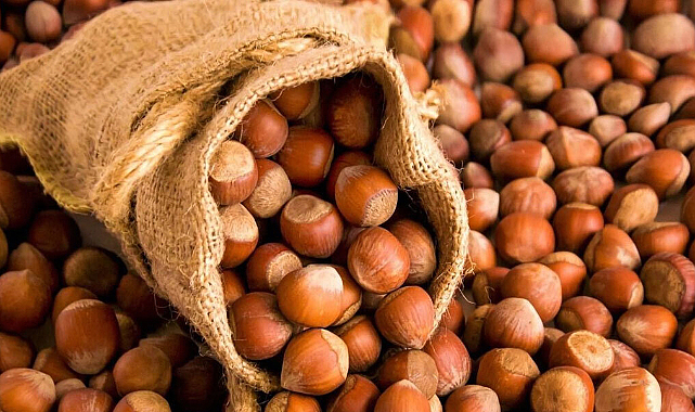 TMO'nun 550 ton fındığı selde heba oldu!