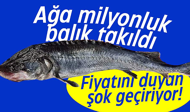 Balıkçının ağına iki milyon lira değerinde balık takıldı
