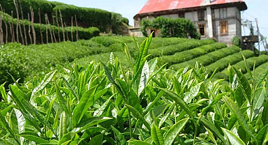 Çay üreticilerine destek ödemesi 30 Kasım'da