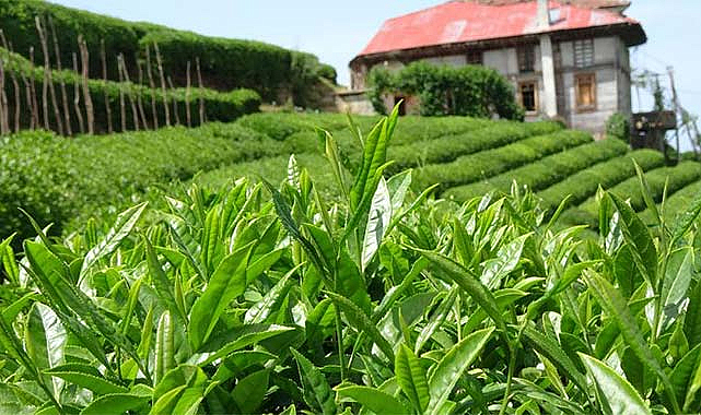 Çay üreticilerine destek ödemesi 30 Kasım'da