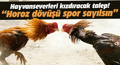 Damızlık Horoz Derneği: Horoz dövüşü hayvan sporu sayılsın