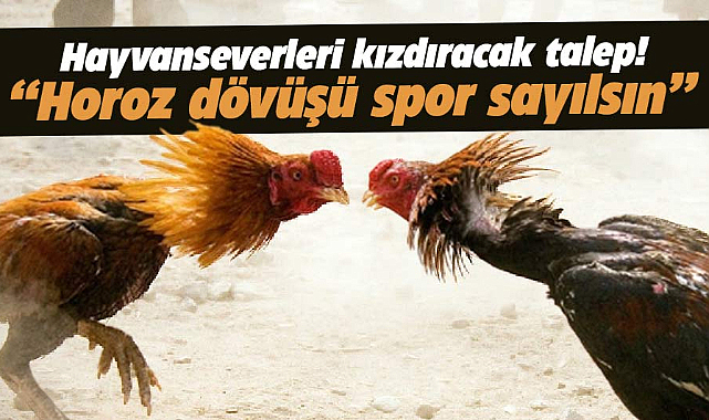 Damızlık Horoz Derneği: Horoz dövüşü hayvan sporu sayılsın