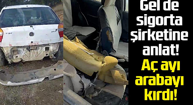 Gel de sigorta şirketine anlat! Aç ayı arabayı kırdı!