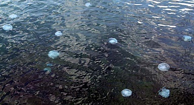 Karadeniz'de denizanası sayısında artış gözlendi