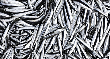 Karadeniz'de hamsiden başka balık kalmadı!