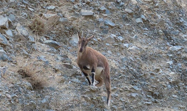 Nesli koruma altındaki yaban keçileri Artvin'de görüntülendi