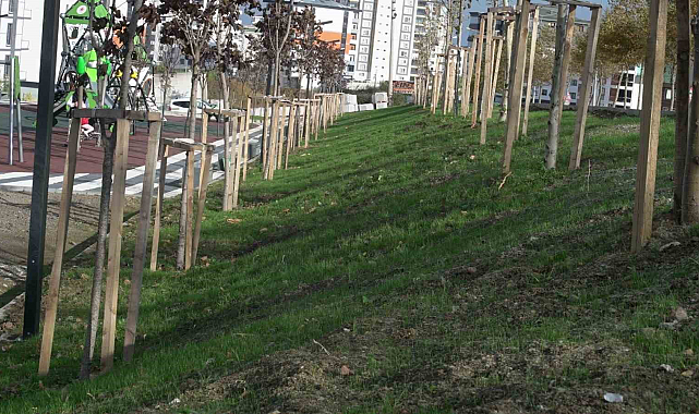 Samsun Büyükşehir'den parkları yeşillendirmede yeni yöntem