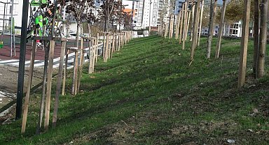 Samsun Büyükşehir'den parkları yeşillendirmede yeni yöntem