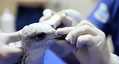 Samsun’da 2023’te 350 yaban hayvanı tedavi edildi