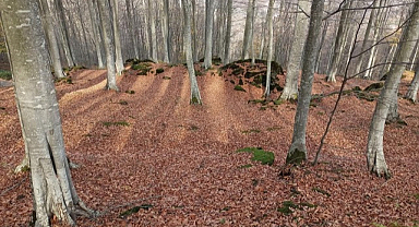 Samsun'da 55 hektar alan ağaçlandırılacak