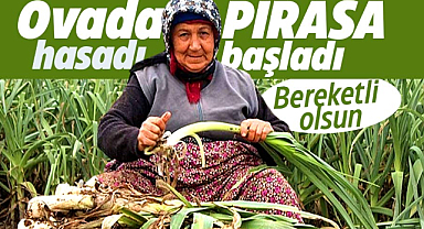 Samsun'da Bafra Ovası'nda pırasa hasadı başladı