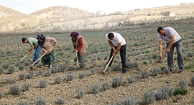 Samsun'da iki kardeş tıbbi aromatik bitki yetiştiriyor