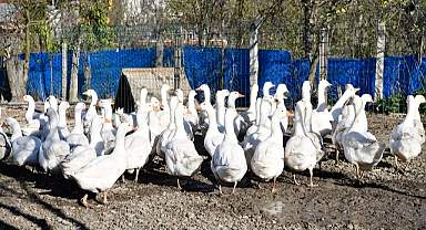 Samsun'da kadın çiftçilere 'büyük' destek