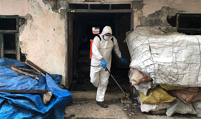 Samsun'da kahverengi kokarcayla mücadele sürüyor