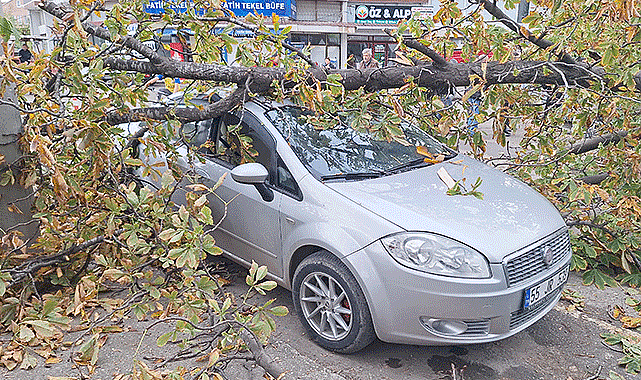 Samsun'da şiddetli rüzgarın devirdiği ağaç otomobillerde maddi hasar yarattı